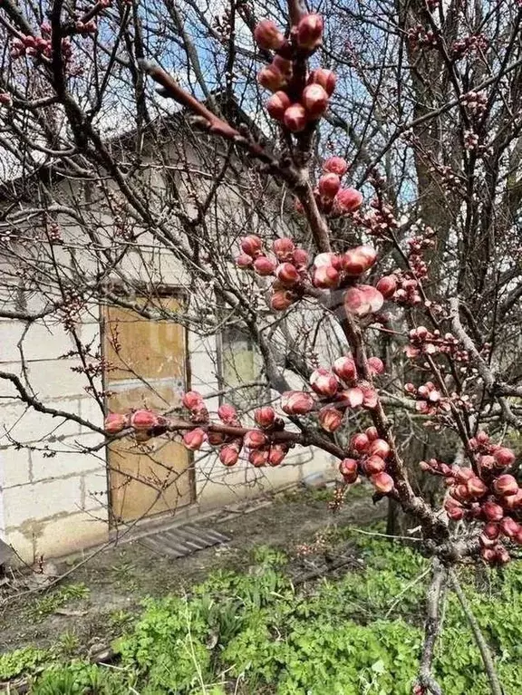 Участок в Воронежская область, Хохольский район, с. Новогремяченское ... - Фото 0