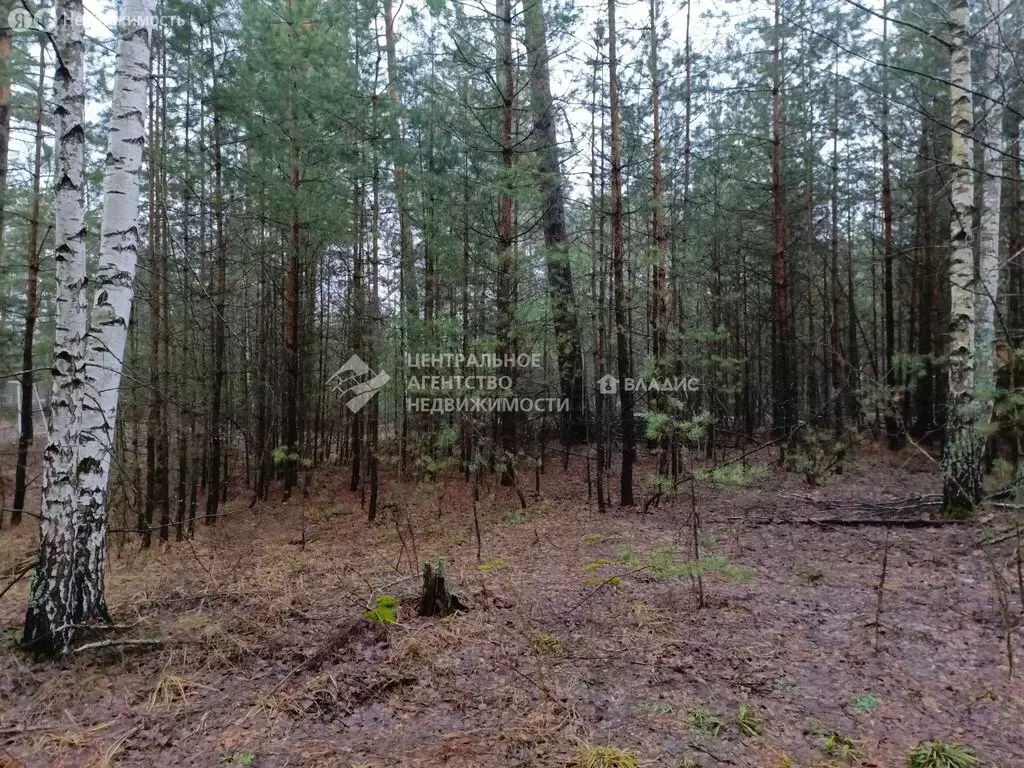 Участок в Рязанский муниципальный округ, садоводческое товарищество ... - Фото 1