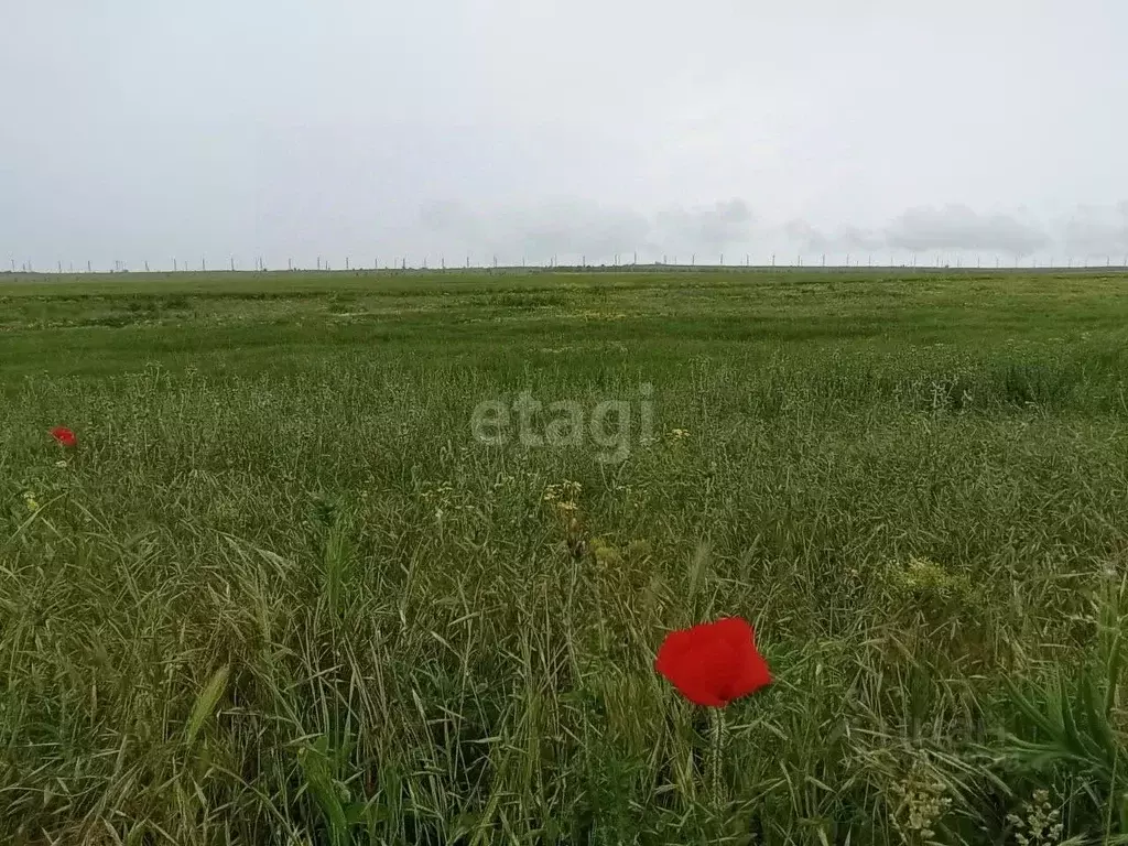 Участок в Крым, Ленинский район, с. Семисотка ул. Закияна (591.0 сот.) - Фото 0