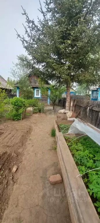 Дом в Амурская область, Шимановский муниципальный округ, с. ... - Фото 1