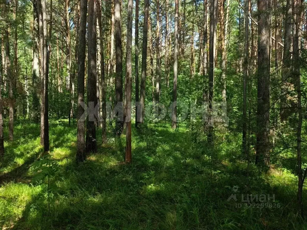 Участок в Новосибирская область, Новосибирский район, Кудряшовский дп ... - Фото 1