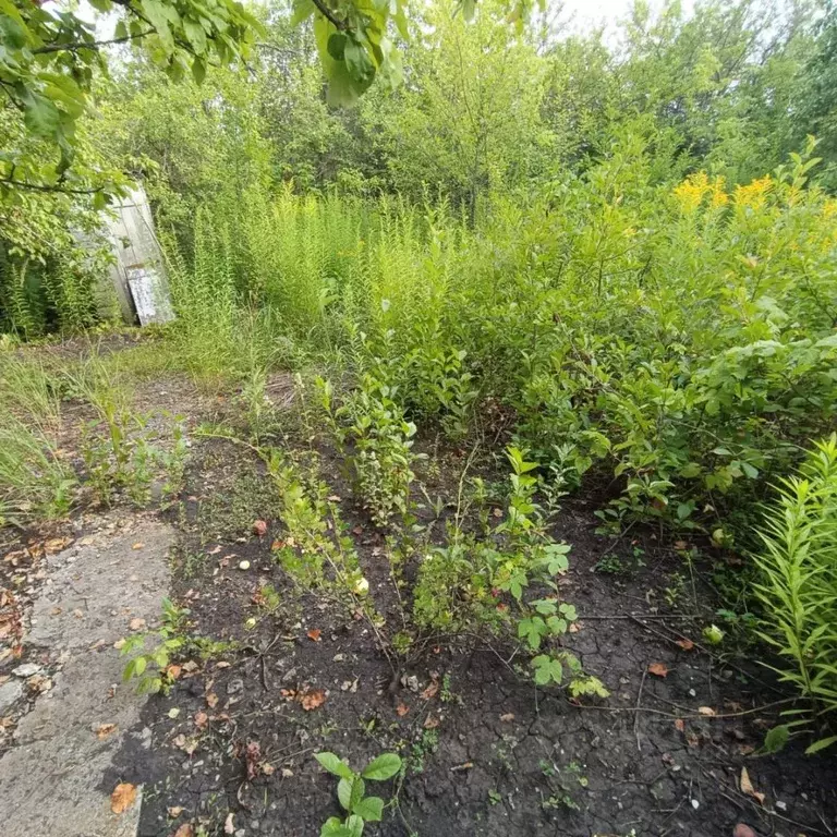 Дом в Пензенская область, Пенза Жилстроевец садовое дачное ... - Фото 1