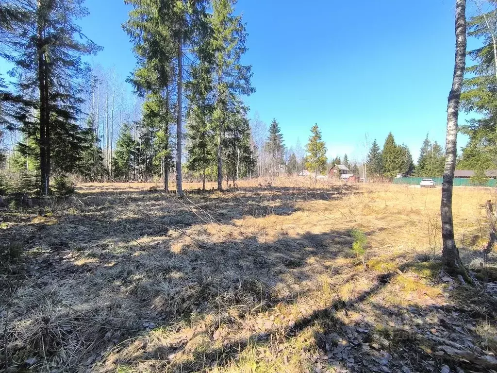 Участок в Ленинградская область, Гатчинский муниципальный округ, Чаща ... - Фото 1