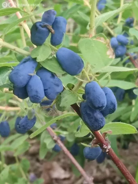 Дом в деревня Рождественно, Восточная улица, 15 (60 м) - Фото 1