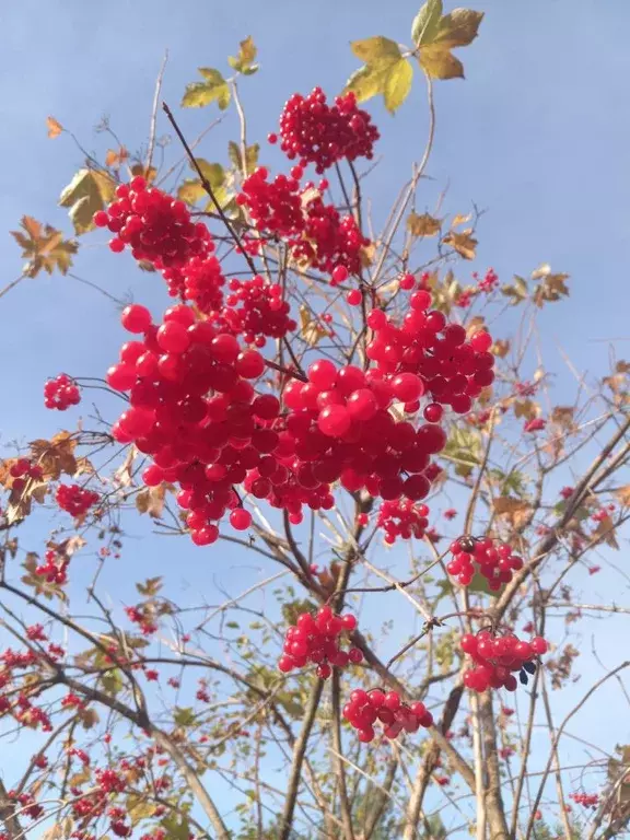 Дом в Карелия, Прионежский район, Шокшинское с/пос, пос. Кварцитный ... - Фото 2