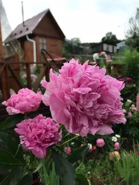 Дом в Кемеровский муниципальный округ, деревня Журавлёво (30 м) - Фото 1