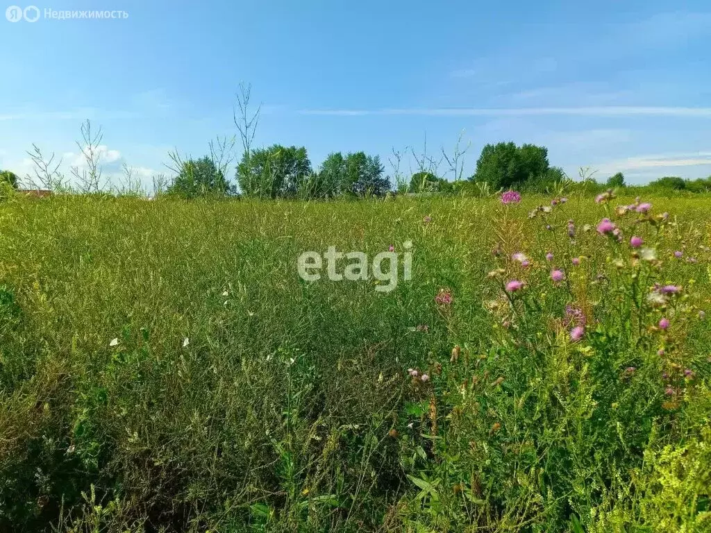 Участок в Новосибирский район, Морской сельсовет, село Ленинское (6.5 ... - Фото 0