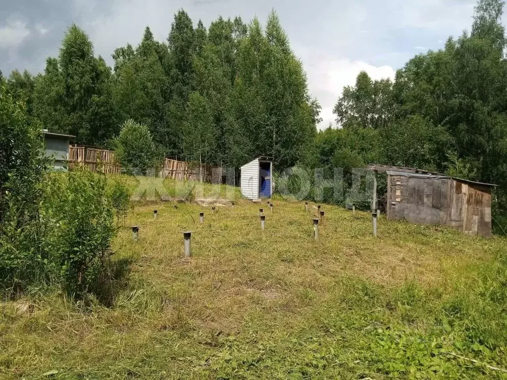 Участок в Новосибирская область, Новосибирск Ветеран СНТ, ул. Зеленая ... - Фото 0