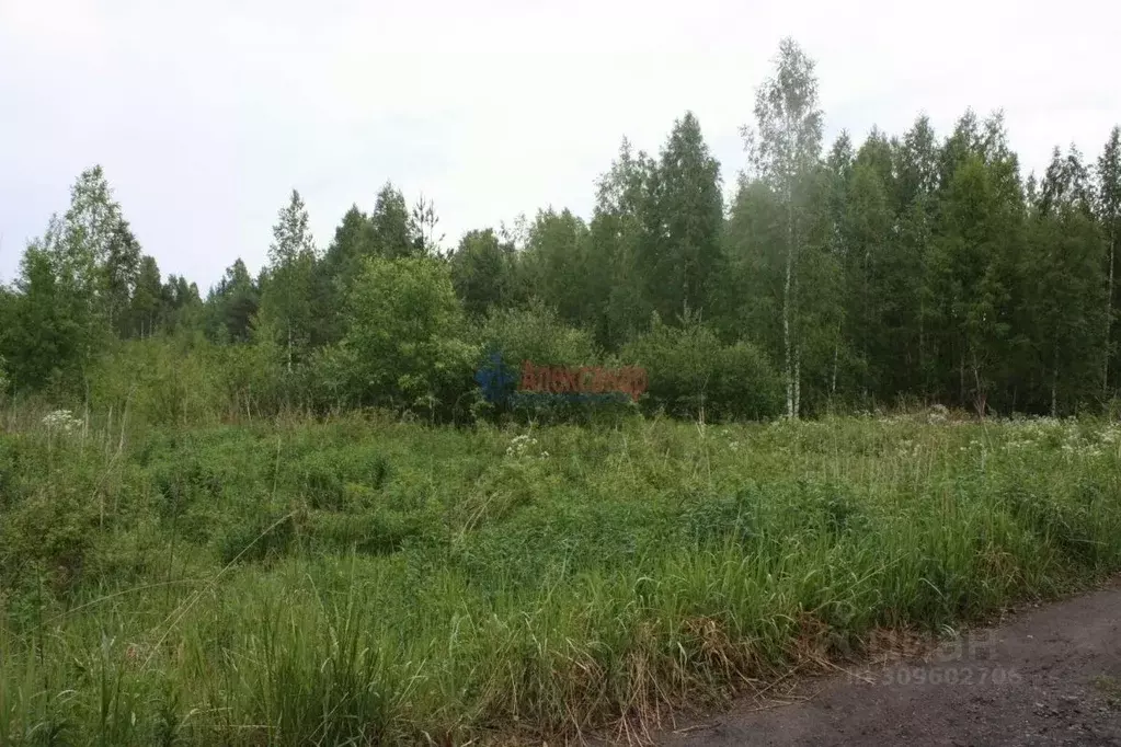 Участок в Ленинградская область, Всеволожский район, Романовское ... - Фото 0