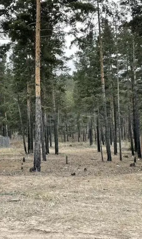 Участок в Бурятия, Улан-Удэ Серебряный Бор ДНТ,  (8.0 сот.) - Фото 0
