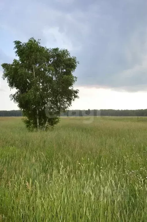 участок в тюменская область, тюменский район, с. червишево (1300.0 . - Фото 0