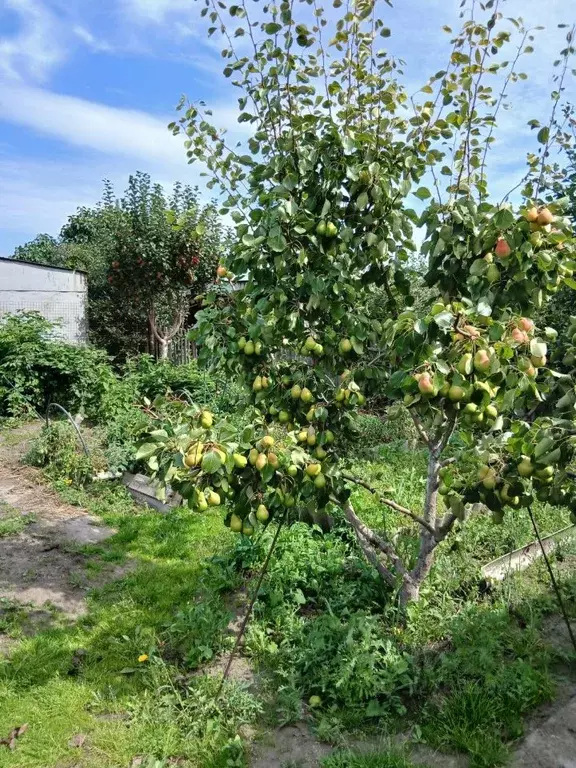 Дом в Омская область, Омск СОСН Интернационалист тер.,  (20 м) - Фото 2