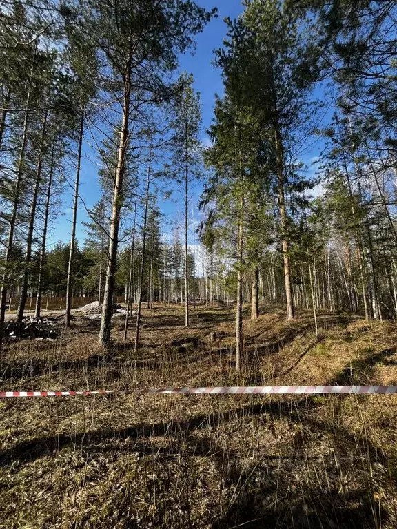 Участок в Ярославская область, Рыбинский муниципальный округ, Лесное-7 ... - Фото 1