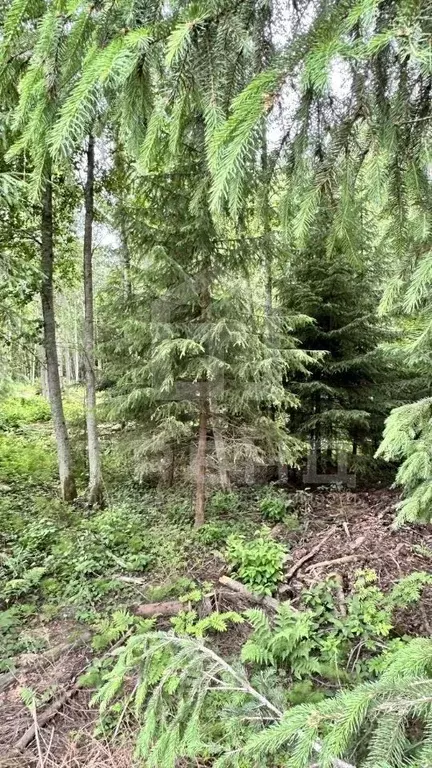 Участок в Ленинградская область, Всеволожский район, Лесколовское ... - Фото 1