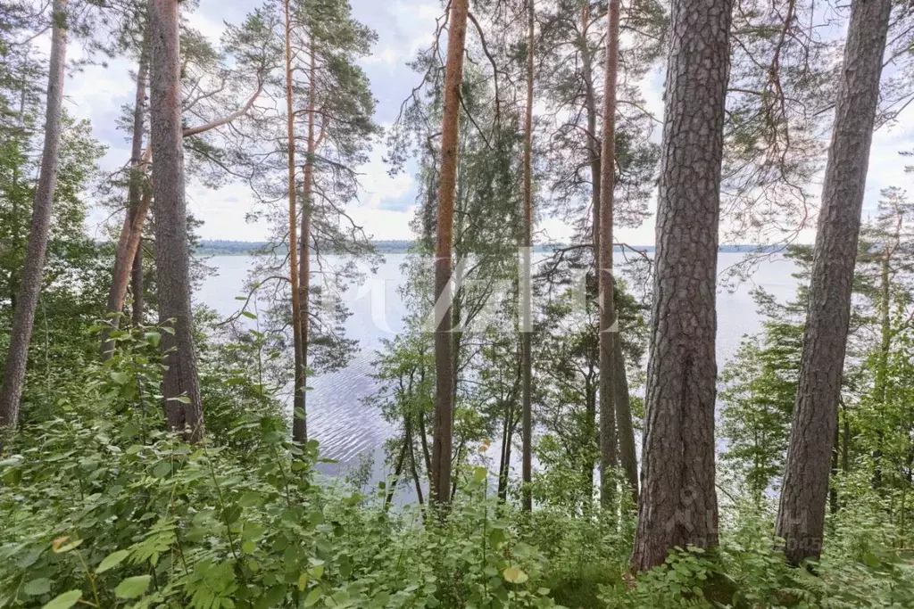Участок в Ленинградская область, Всеволожский район, Куйвозовское ... - Фото 2