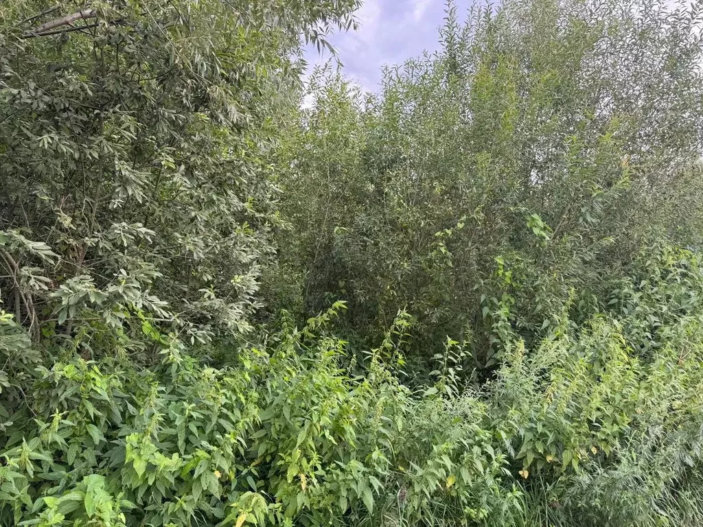 Участок в Московская область, Богородский городской округ, д. ... - Фото 2