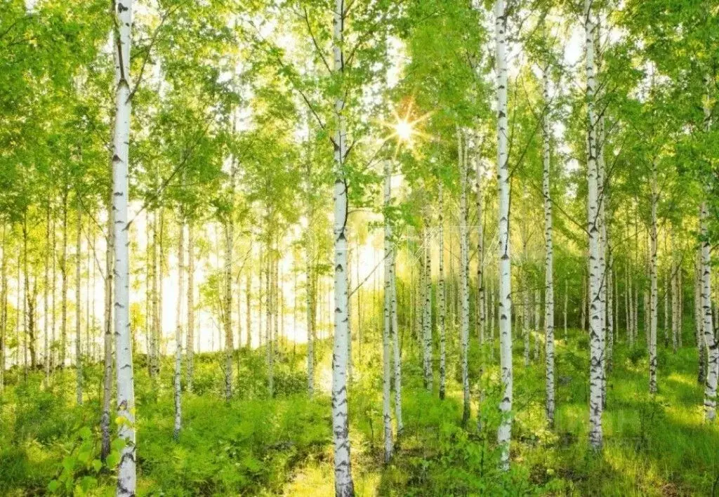 Участок в Тюменская область, Нижнетавдинский район, д. Нижние Тарманы ... - Фото 0