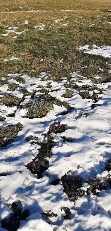 Участок в Белгородская область, Белгородский район, Дубовское с/пос, ... - Фото 1