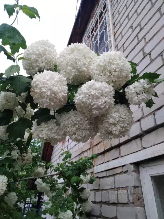 Дом в Волгоградская область, Светлоярский район, Большечапурниковское ... - Фото 1