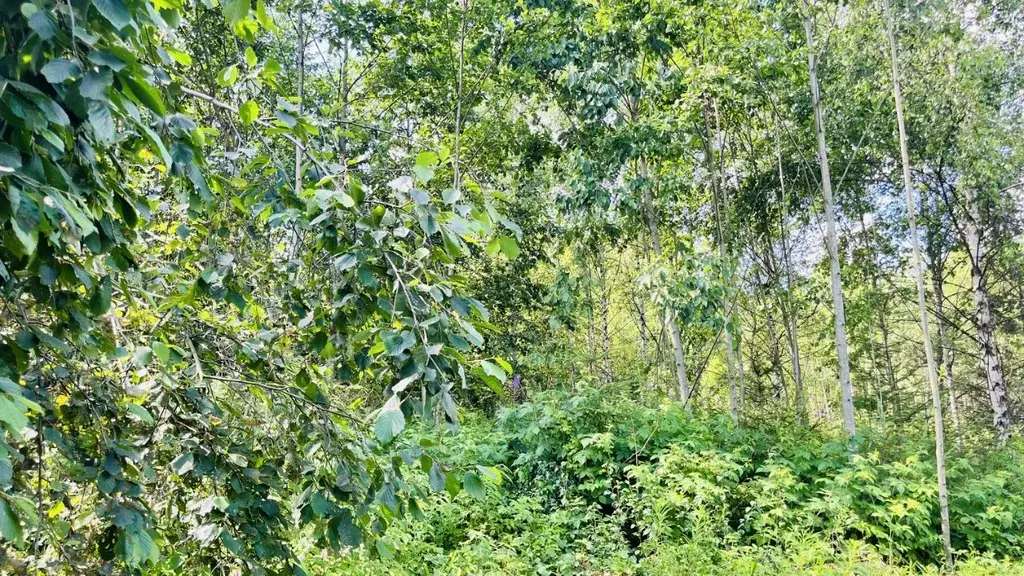 Участок в Московская область, Дмитровский муниципальный округ, Икша ... - Фото 2