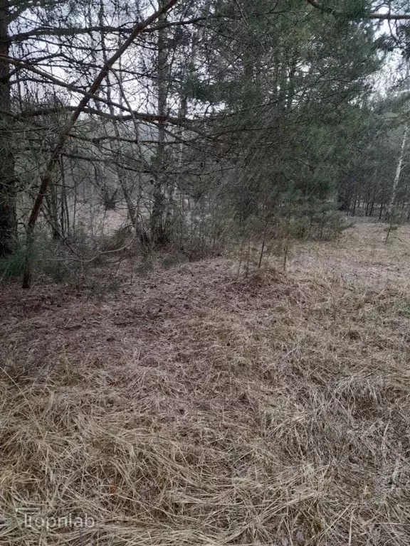 Участок в Владимирская область, Суздальский район, Селецкое ... - Фото 1