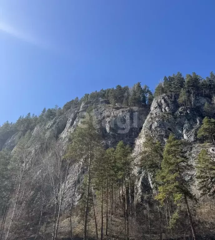 Участок в Алтайский край, Алтайский район, с. Нижнекаянча ул. Усть-Уба ... - Фото 1