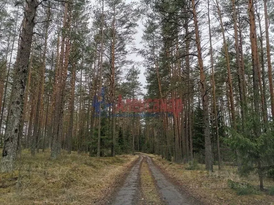 Участок в Ленинградская область, Выборгский район, Приморское ... - Фото 0