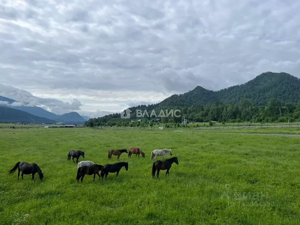 Участок в Алтай, Чемальский район, с. Анос ул. Ясная (12.5 сот.) - Фото 1