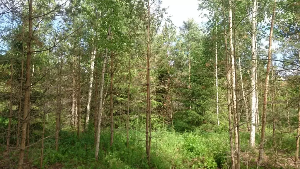 Участок в Ленинградская область, Гатчинский муниципальный округ, ... - Фото 2