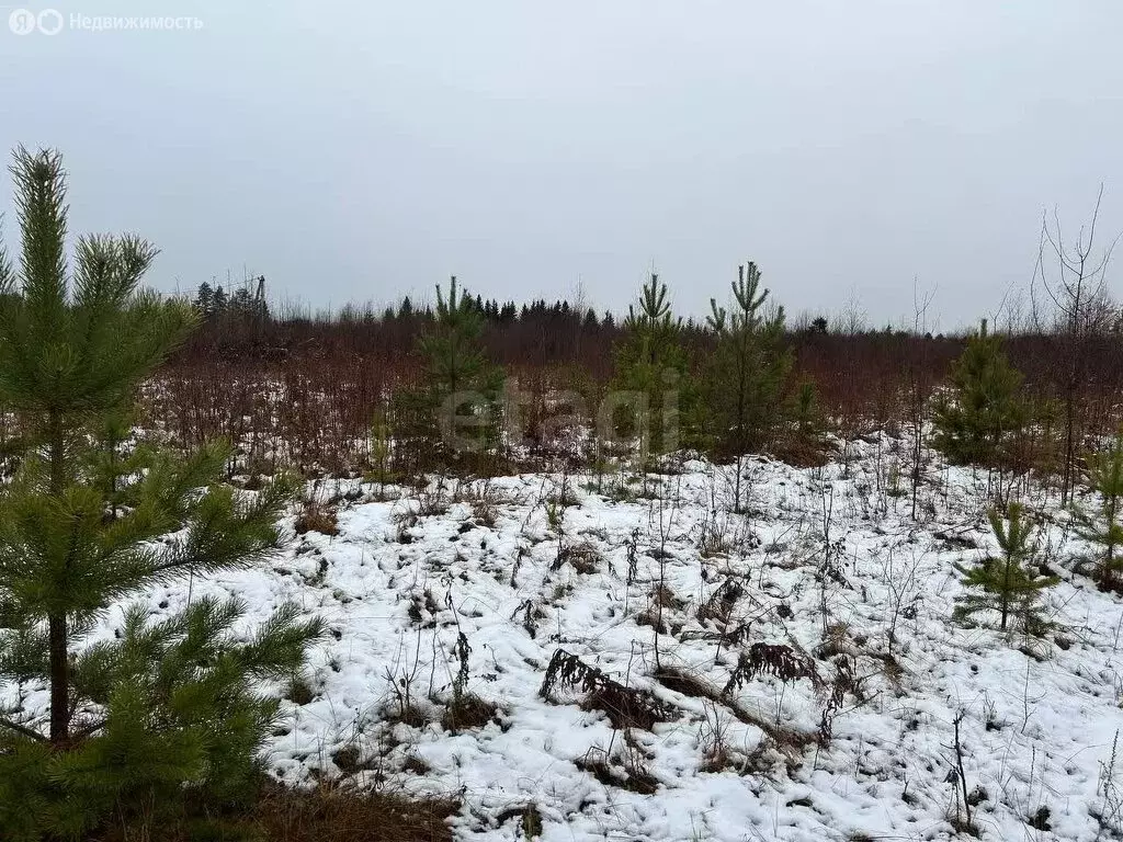 Участок в Вологодская область, Великоустюгский муниципальный округ, ... - Фото 1