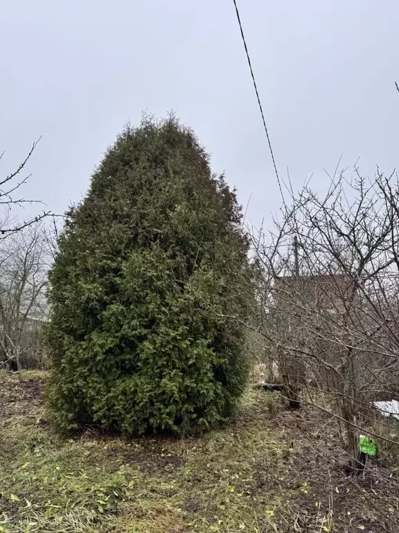 Участок в Ленинградская область, Гатчинский муниципальный округ, ... - Фото 1