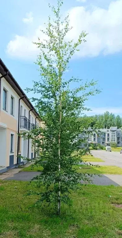 3-к кв. Ленинградская область, Всеволожский район, Бугровское ... - Фото 0