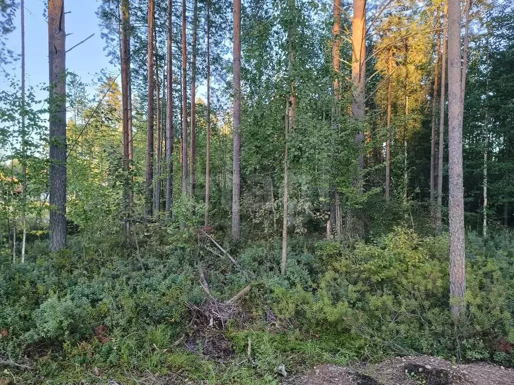 Участок в Коми, Сыктывкар городской округ, Верхняя Максаковка пгт 5-я ... - Фото 1