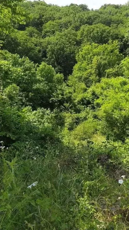 Участок в Краснодарский край, Туапсинский муниципальный округ, Южная ... - Фото 1