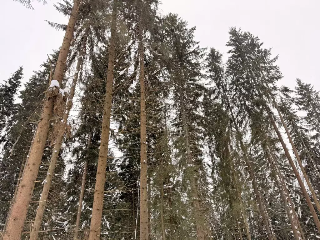 Участок в Московская область, Одинцовский городской округ, Каретный ... - Фото 2
