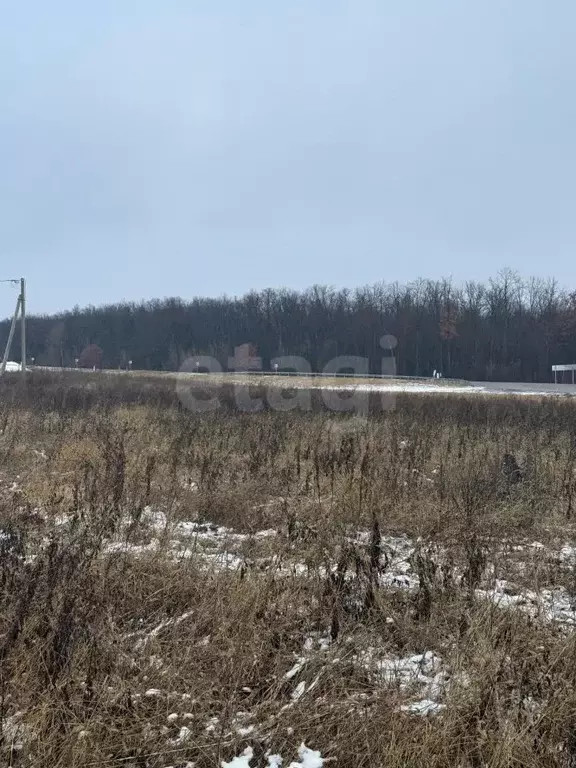 Участок в Воронежская область, Рамонский район, Новоживотинновское ... - Фото 1