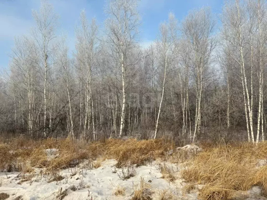 Участок в Хабаровский край, Хабаровский район, с. Восточное  (10.0 ... - Фото 1