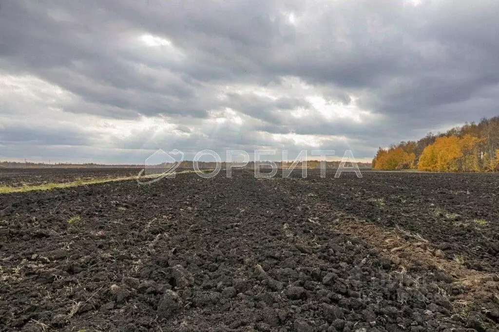 Участок в Тюменская область, Тюменский район, с. Горьковка Сибирская ... - Фото 1