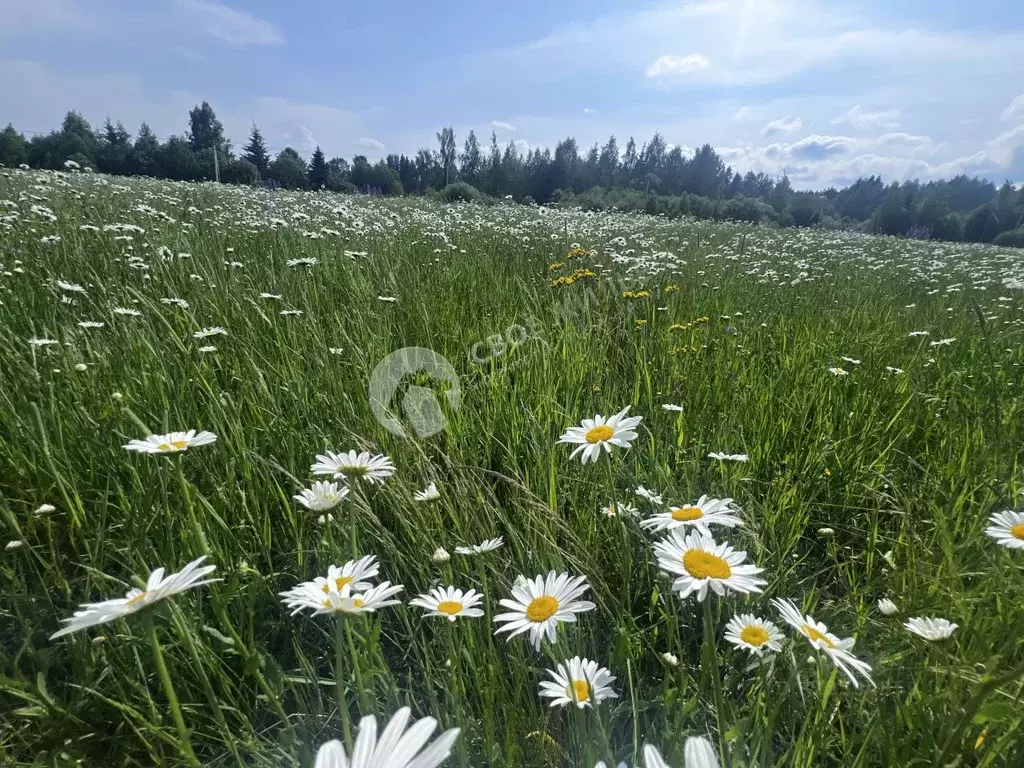 Участок в Пермский край, Пермский муниципальный округ, д. Карасье ул. ... - Фото 1