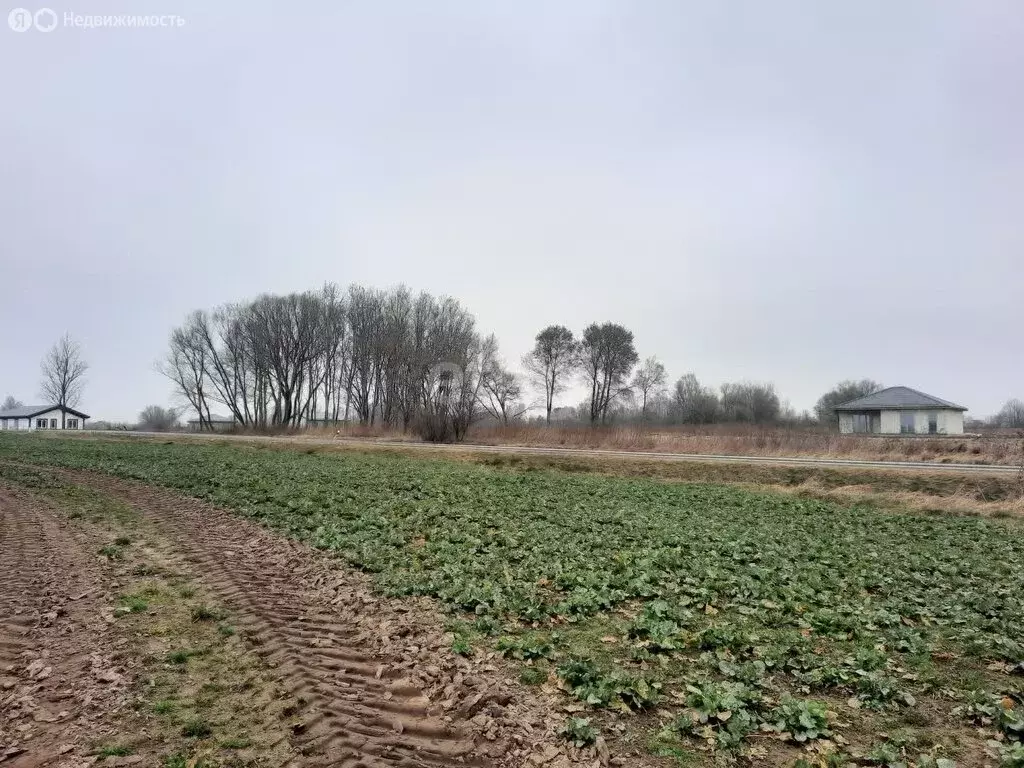 Участок в Калининградская область, Гурьевский муниципальный округ, ... - Фото 1