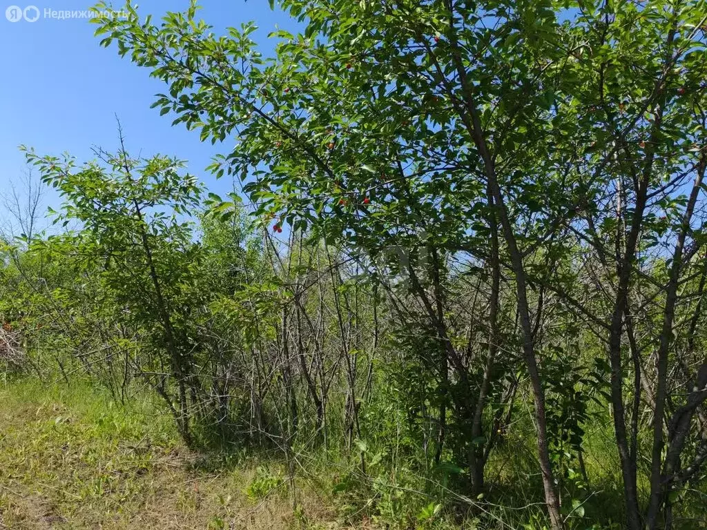 Участок в Борисоглебск, СНТ Надежда-3 (10 м) - Фото 0