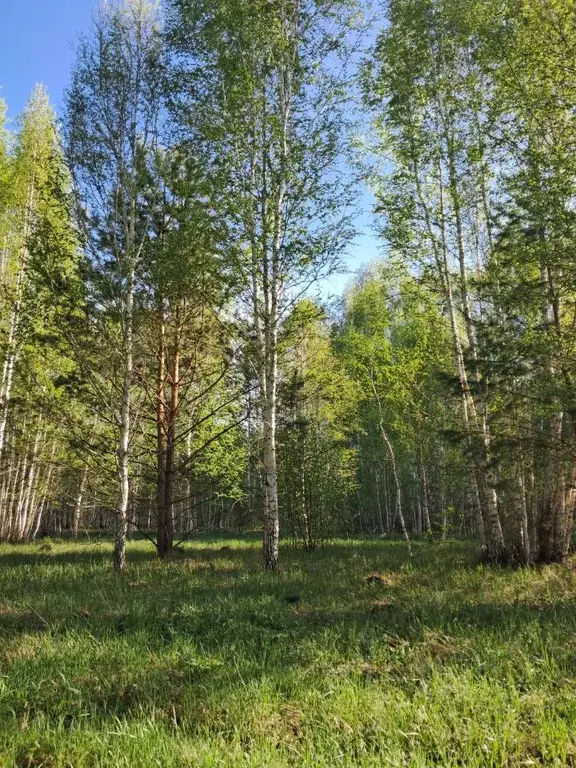 Участок в Курганская область, Кетовский муниципальный округ, ... - Фото 2