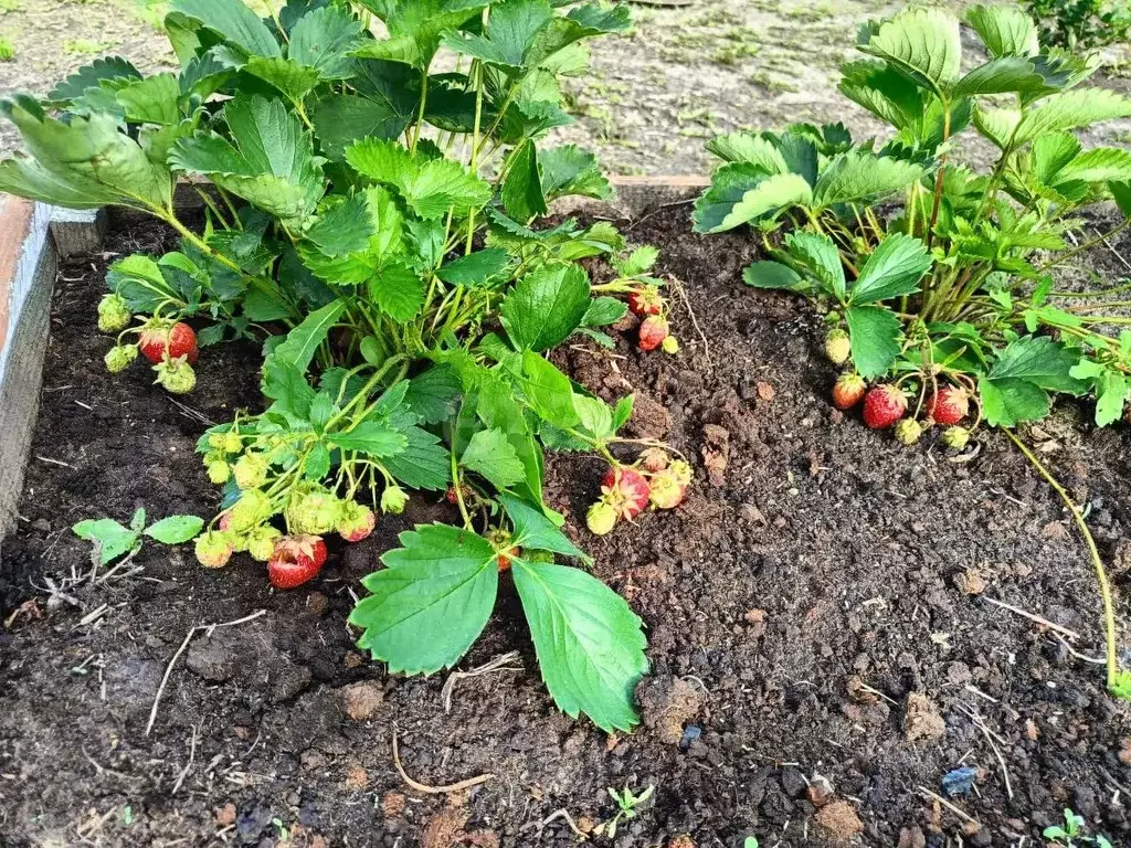 Дом в Тюменская область, Тюмень СОСН Изыскатель тер., ул. Яблоневая ... - Фото 1