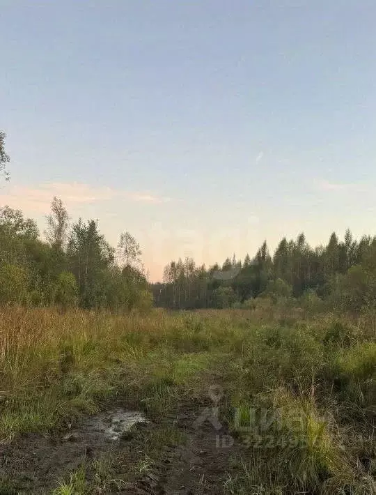 Участок в Вологодская область, Вологда Разлив садоводческое ... - Фото 2