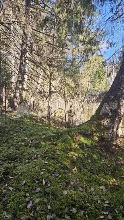 Участок в Свердловская область, Тугулымский муниципальный округ, с. ... - Фото 2