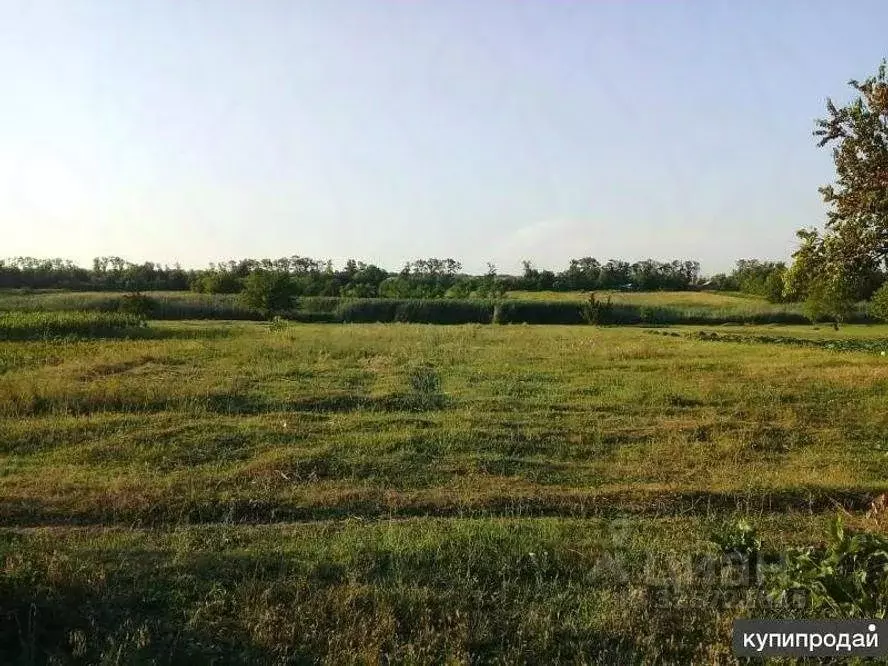 Участок в Краснодарский край, Тихорецкий район, Новорождественское ... - Фото 1