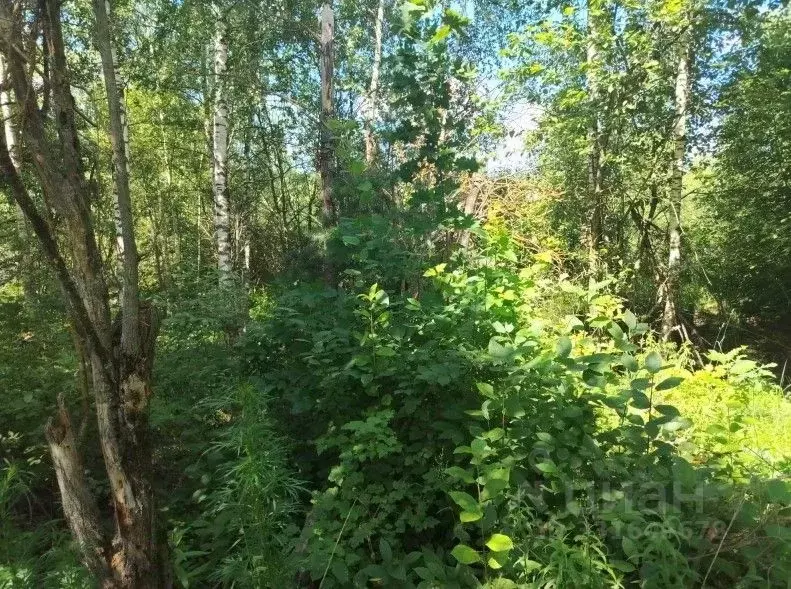 Участок в Московская область, Орехово-Зуевский городской округ, д. ... - Фото 1