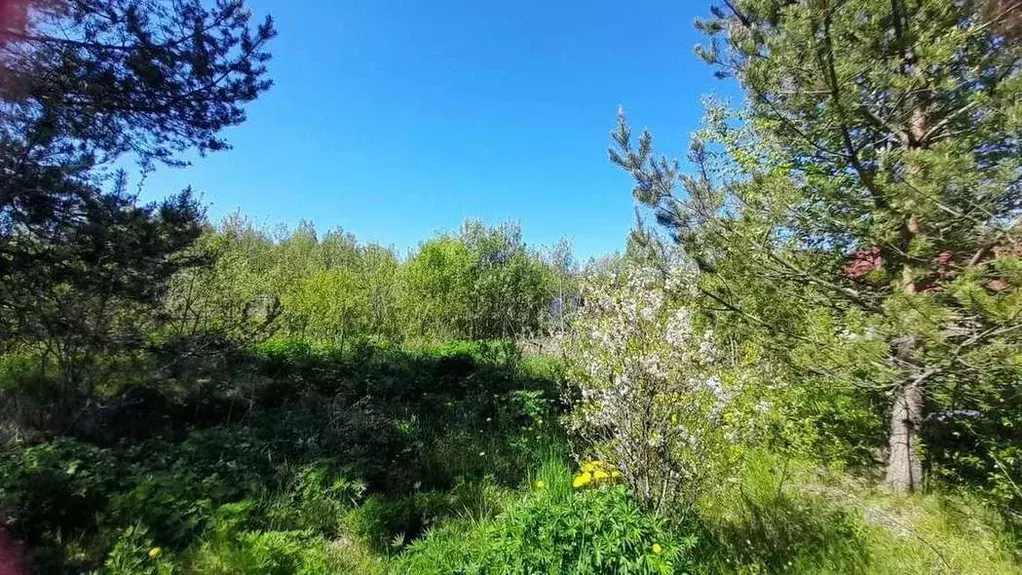 Участок в Новгородская область, Новгородский район, Савинское с/пос, ... - Фото 1