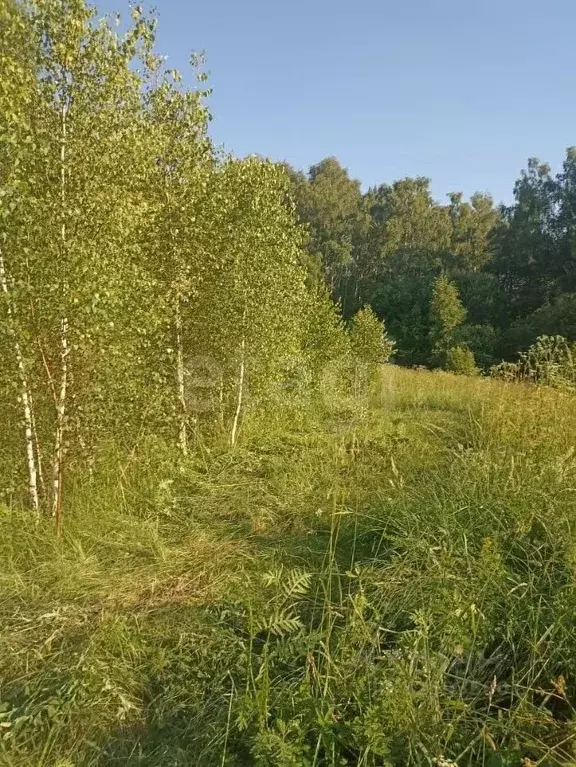 Участок в Калужская область, Тарусский муниципальный округ, Алекино ... - Фото 1