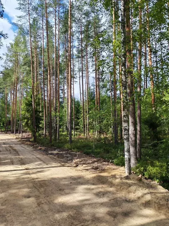Участок в Ленинградская область, Всеволожский район, Куйвозовское ... - Фото 1